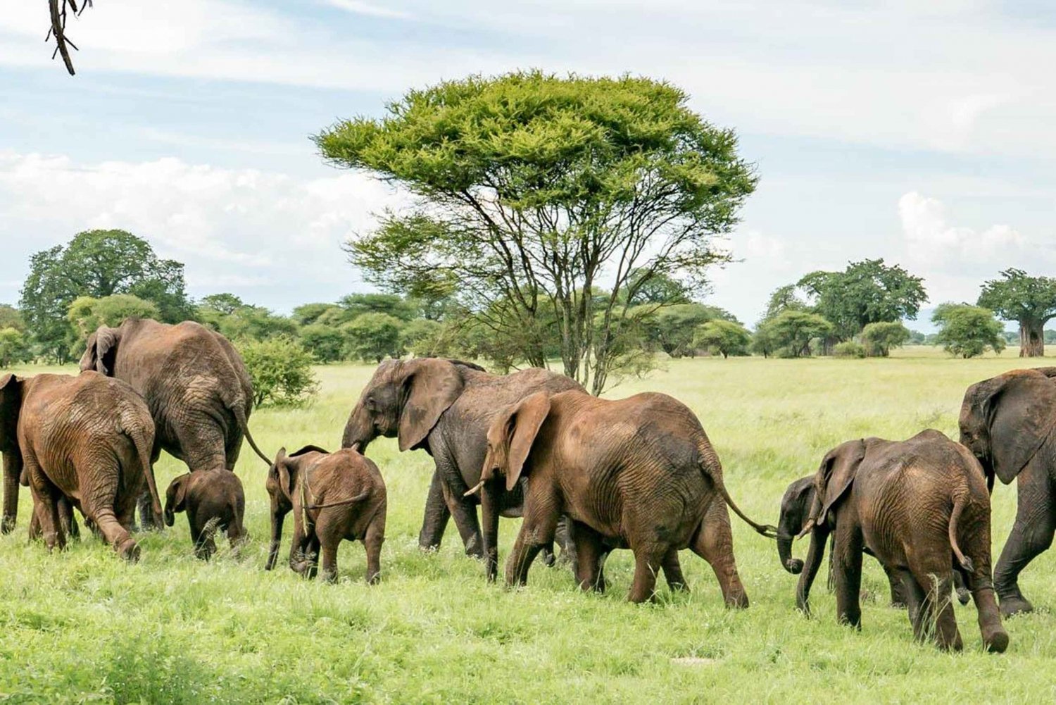 11 jours au Kenya et en Tanzanie avec le Serengeti : Un voyage en safari
