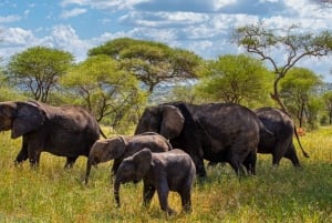 11 Days Kenya and Tanzania with Serengeti: A Safari Journey
