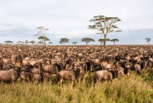 11 Days Kenya and Tanzania with Serengeti: A Safari Journey