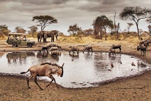 11 Days Kenya and Tanzania with Serengeti: A Safari Journey