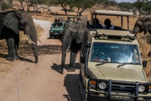 11 dager Kenya og Tanzania med Serengeti: En safarireise