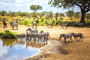 11 dager Kenya og Tanzania med Serengeti: En safarireise