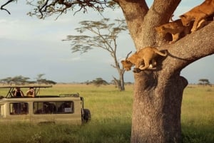11 dager Kenya og Tanzania med Serengeti: En safarireise