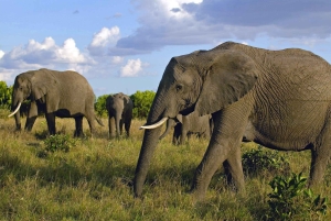 11 dager Kenya og Tanzania med Serengeti: En safarireise