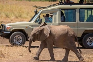 11 dager Kenya og Tanzania med Serengeti: En safarireise