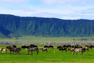 11 dager Kenya og Tanzania med Serengeti: En safarireise