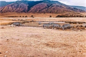 11 dager Kenya og Tanzania med Serengeti: En safarireise