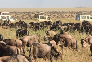 11 Tage Tansania Big Five Wildlife Safari und Sansibar Strand