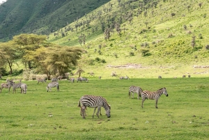 11 Tage Tansania Big Five Wildlife Safari und Sansibar Strand