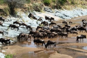 12 Days Mt Kenya Hike – Lake Nakuru – Masai Mara Safari