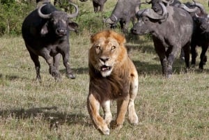 12 Days Mt Kenya Hike – Lake Nakuru – Masai Mara Safari