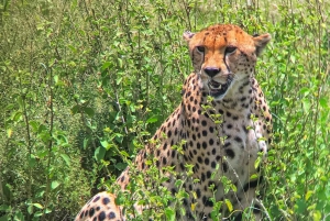 14 Days East Africa Safari with Beach Extension