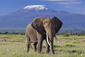 14 Days East Africa Safari with Beach Extension