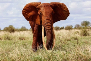14 Days East Africa Safari with Beach Extension