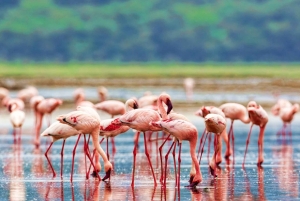 14Days Kenya Luxury Wildlife Safari with Diani Beach Holiday