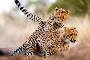 14Days Kenya Luxury Wildlife Safari with Diani Beach Holiday