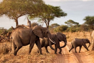 14Days Kenya Luxury Wildlife Safari with Diani Beach Holiday