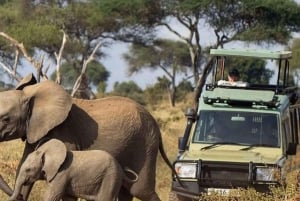 14Days Kenya Luxury Wildlife Safari with Diani Beach Holiday