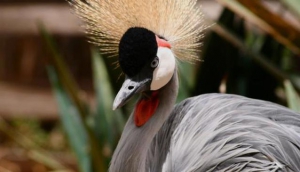 16 day birdwatching holiday