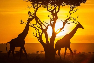 16 Days Best Of Kenya Wildlife Safari on a 4x4 land cruiser