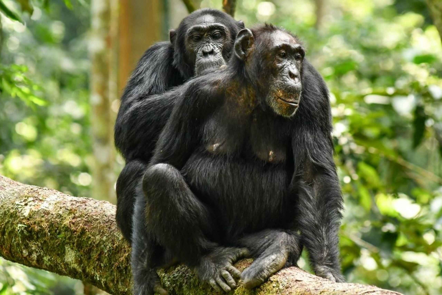 1Day Ol Pejeta Conservancy and Chimpanzee Sanctuary Tour