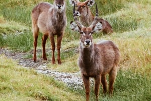 Udforsk det bedste 2-dages eventyrsafari til Tsavo East