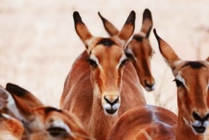 Udforsk det bedste 2-dages eventyrsafari til Tsavo East