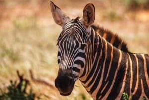 Udforsk det bedste 2-dages eventyrsafari til Tsavo East