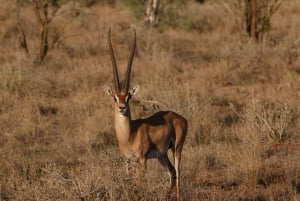 Udforsk det bedste 2-dages eventyrsafari til Tsavo East