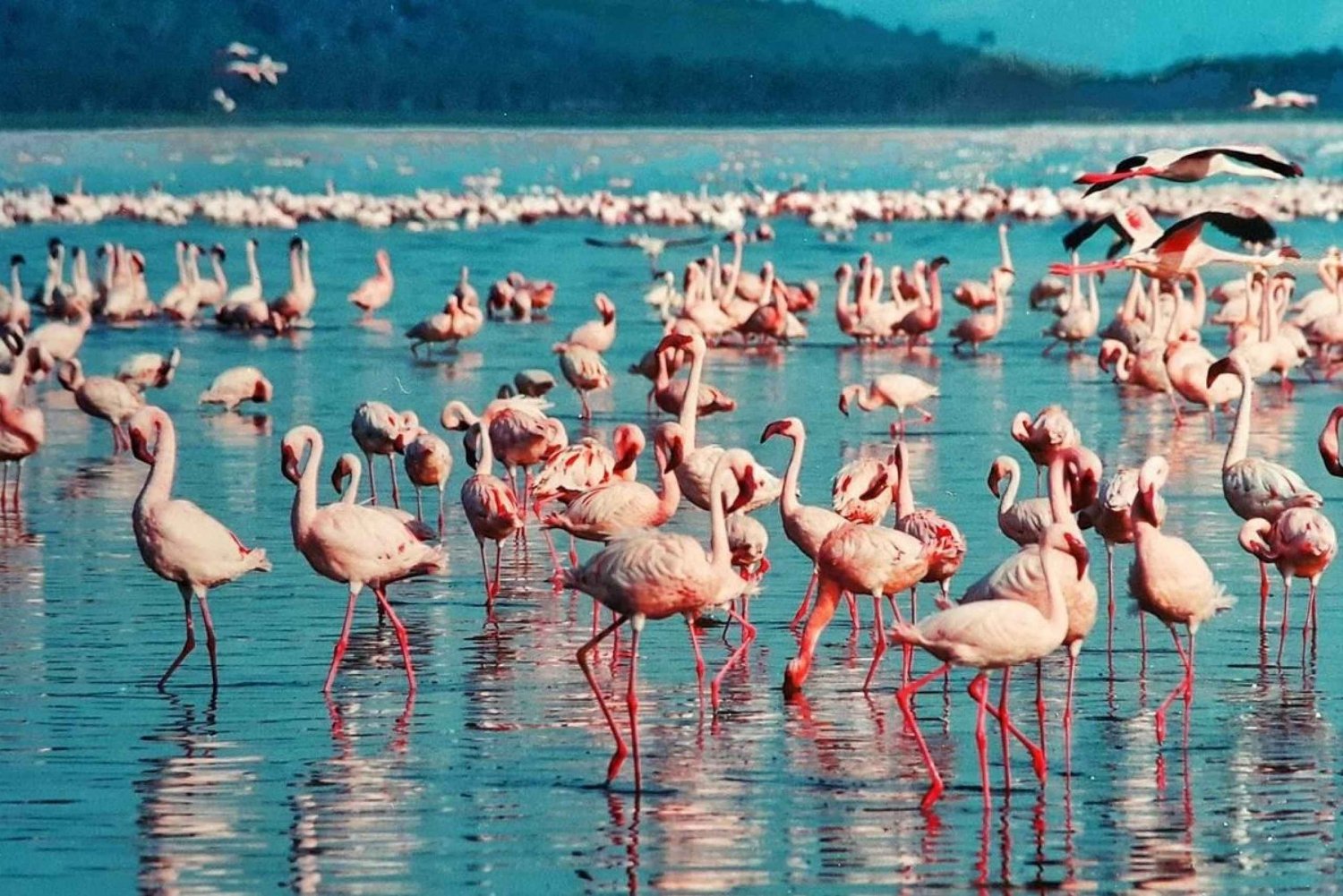 2-dagers flamingosafari ved Nakurusjøen og båttur på Naivashasjøen