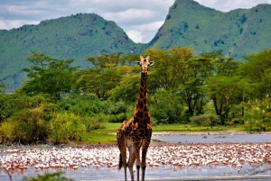 2 jours de safari au lac Nakuru et de tour en bateau au lac Naivasha