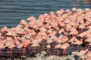 2-päiväinen Nakuru-järven flamingosafari & Naivasha-järven veneretki