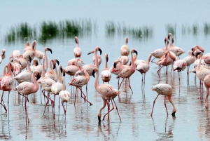2-päiväinen Nakuru-järven flamingosafari & Naivasha-järven veneretki