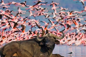 2-dagers flamingosafari ved Nakurusjøen og båttur på Naivashasjøen