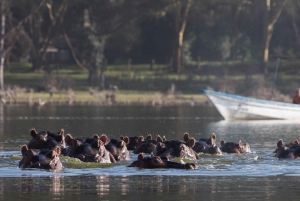 Safári de 2 dias no Lago Nakuru com flamingos e passeio de barco no Lago Naivasha