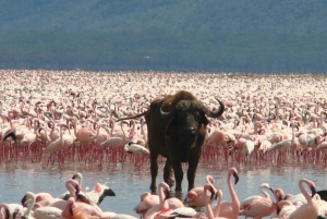 Safári de 2 dias no Lago Nakuru com flamingos e passeio de barco no Lago Naivasha