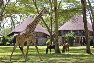 2-Day Lake Nakuru Flamingo Safari & lake Naivasha Boat Ride