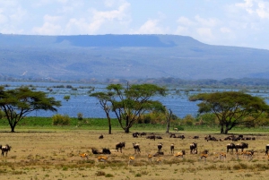 2-Day Lake Nakuru Flamingo Safari & lake Naivasha Boat Ride