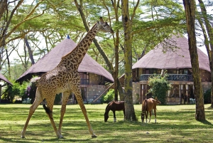Safari de 2 días al Lago Nakuru con flamencos y paseo en barco por el lago Naivasha