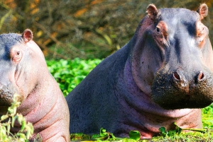 Safari de 2 días al Lago Nakuru con flamencos y paseo en barco por el lago Naivasha