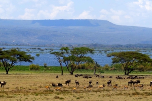 Safari de 2 días al Lago Nakuru con flamencos y paseo en barco por el lago Naivasha