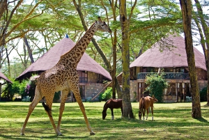 Safari de 2 días al Lago Nakuru con flamencos y paseo en barco por el lago Naivasha