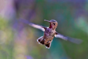 Odkryj piękno jeziora Nakuru podczas 2-dniowej wycieczki