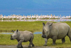 2 dagers safari i Lake Nakuru nasjonalpark - daglige avganger