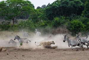 Safari de aventura de 2 días por la Reserva Nacional Masái Mara