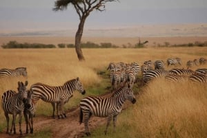 Safari de aventura de 2 días por la Reserva Nacional Masái Mara