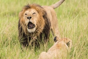 Safari de aventura de 2 días por la Reserva Nacional Masái Mara