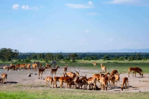 Parque Nacional de Nairobi: safari guiado de 5 horas con recogida gratis