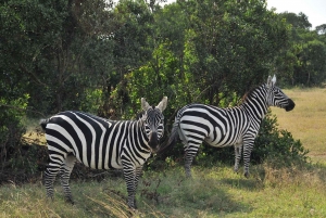 Parque Nacional de Nairobi: safari guiado de 5 horas con recogida gratis