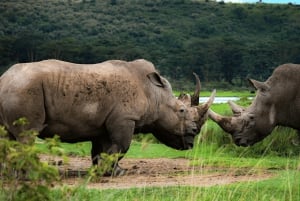 Nairobi nasjonalpark, Sheldricks og giraffesenter + henting